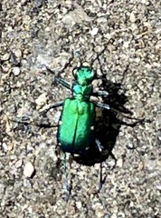Cicindela sexguttata