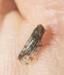 Tachycixius pilosus
