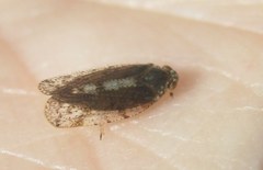 Tachycixius pilosus