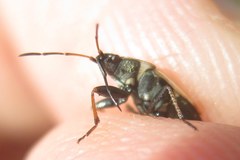 Xanthochilus quadratus