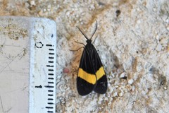 Aclytia
