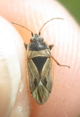 Xanthochilus quadratus