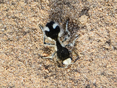 Traumatomutilla bifurca