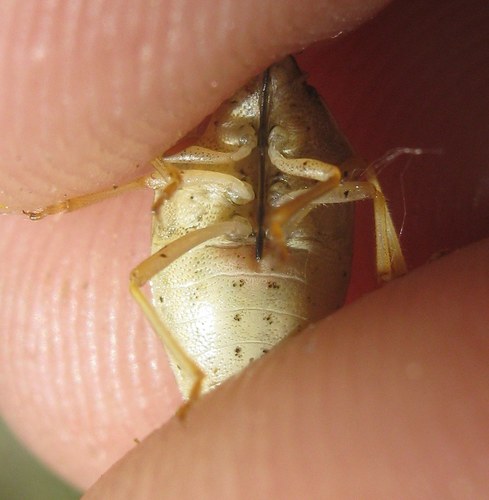 Smailiagalvė Skydblakė nuotrauka