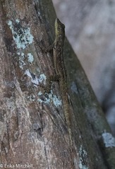 Anolis roquet salinei