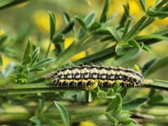 Heterogynis penella