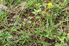 Senecio bupleuroides