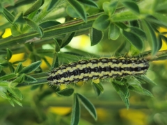 Heterogynis penella