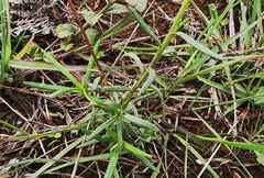 Senecio bupleuroides