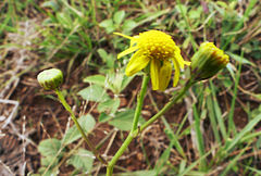 Senecio bupleuroides