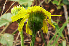 Senecio bupleuroides