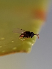 Ageniaspis