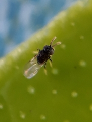 Ageniaspis