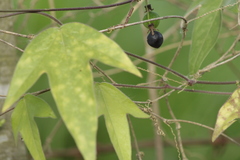 Passiflora suberosa
