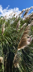 Cortaderia nitida