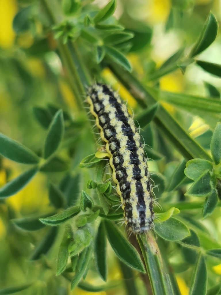 Heterogynis penella