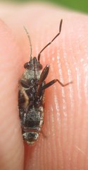 Peritrechus gracilicornis
