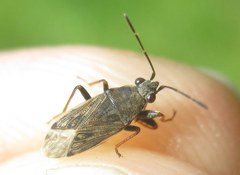 Peritrechus gracilicornis
