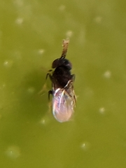 Ageniaspis