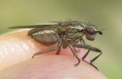 Pherbellia cinerella