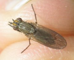 Pherbellia cinerella