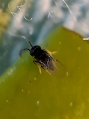 Ageniaspis