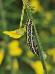 Heterogynis penella