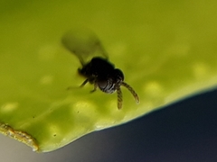 Ageniaspis