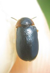 Smaragdina affinis