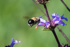 Habropoda tristissima