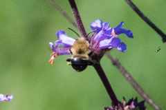 Habropoda tristissima