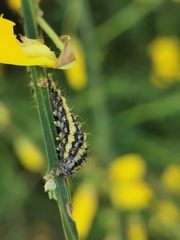 Heterogynis penella