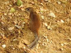 Euxerus erythropus