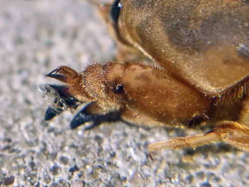 Tawny Mole Cricket photo 3