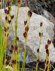 Juncus castaneus leucochlamys