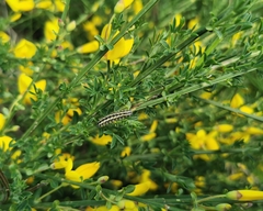 Heterogynis penella