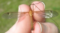 Tipula lunata