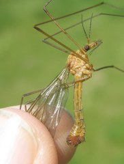 Tipula lunata