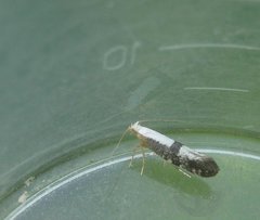 Argyresthia spinosella