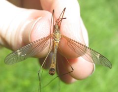 Tipula selene