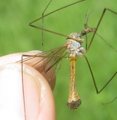 Tipula selene