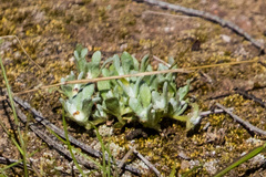 Psilocarphus brevissimus