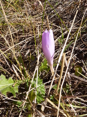 Colchicum speciosum