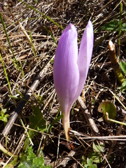 Colchicum speciosum