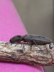 Elateridae