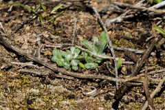 Psilocarphus brevissimus