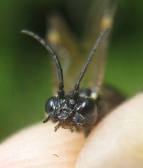 Allantus cinctus