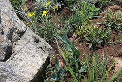 Senecio latifolius
