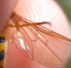 Epistrophe nitidicollis