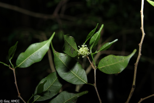 Maillardia montana image